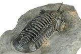 Morocconites Trilobite Fossil - Ofaten, Morocco #334939-5
